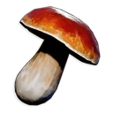 Seta amargorra