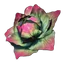 Repollo