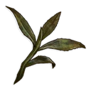 Hojas de té secas