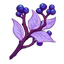 Bayas de morada