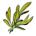 Marrentil