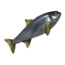 Arenque crudo