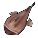 Rape crudo